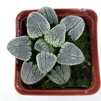 糜岚慧茵多肉植物新款玉露多肉大窗萌肉肉室内hp 血魔3-5cm 不含盆