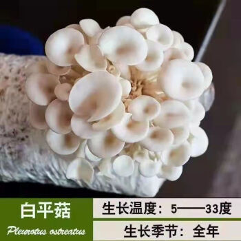 輕奢芊闕家庭蘑菇菌包菌室內蘑菇種植菌棒菌種菌菇包白平菇發三包四季