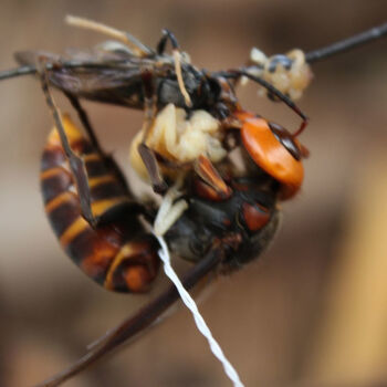 虎头蜂活体现泡现发金环大马蜂九里蜂中华大虎头蜂胡蜂大黄蜂100【图片