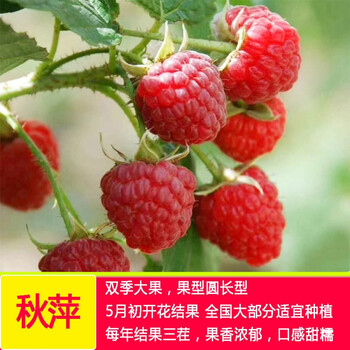 精选 四季树莓苗盆栽阳台地栽当年结果红黑覆盆子果树苗抗寒南北方种植秋萍3年苗1棵 图片价格品牌报价 京东 精选 四季树莓苗盆栽阳台地栽当年结果红黑覆盆子果树苗抗寒南北方种植秋萍3年苗1棵 图片价格品牌报价 京东