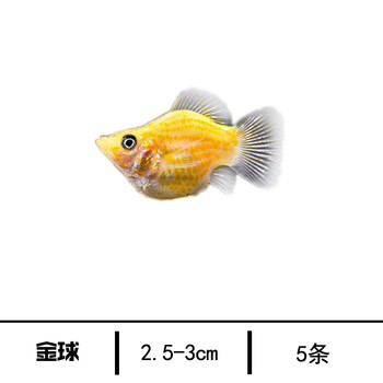 球玛丽玛丽鱼剑尾鱼金银黑玛丽热带活体观赏鱼胎生淡水