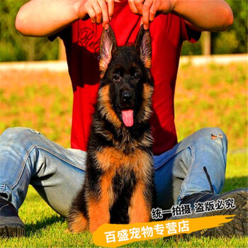 北京csv犬舍德國牧羊犬純種幼犬賽系大型德牧護衛犬a級母