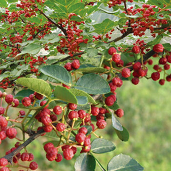 花椒种子大红袍花椒种子山椒红椒麻椒川花椒树刺篱笆调料蔬菜种子花椒约50粒原装 图片价格品牌报价 京东