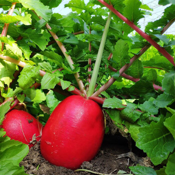 【年货精选】东北新鲜大红萝卜大红袍圆萝卜新鲜蔬菜红皮白心甜脆生吃