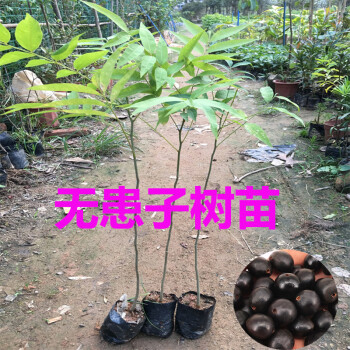 無患子樹苗木患子小苗保平安鬼見愁珍貴中藥名樹綠化庭院 無患子苗70