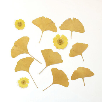 树叶标本真树叶植物标本叶片合集押花压花材料滴胶手机壳干花叶子小号