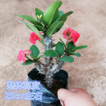 带虎的植物名字(带虎的花卉有哪些)