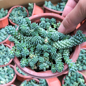 多肉老桩办公室阳台客厅易养肉肉多头盆景盆栽不含盆 玄烨鸡心美人