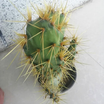 晗畅盆栽阳台庭院沙漠造景 多肉植物 开花的 耐旱带刺仙人掌耐 狂刺多