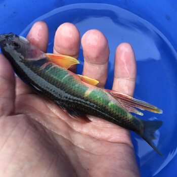 观赏鱼 原生鱼长鳍鱲 宽鳍鱲冷水鱼溪流鱼 原生鱼 不加温懒人养鱼 长