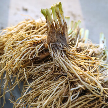 壽禾 蔬菜種子獨根紅韭菜紫根盆栽青菜現挖艽菲菜根