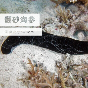 觀賞魚活體清潔工大軍水族翻沙海星活體紅電光蟹海參辦公水族館海缸