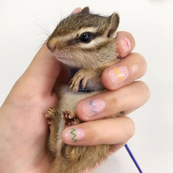 松鼠活物花栗鼠正规养殖场打疫苗宠物松鼠亚成体金花松鼠幼崽包活