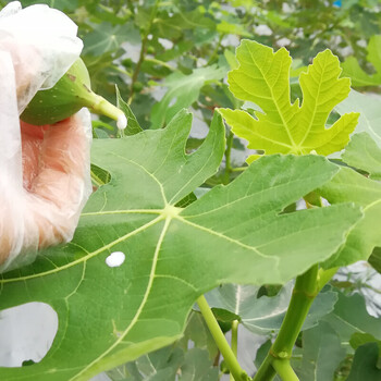 新鲜无花果叶全年现货现摘无花果树叶子枝茎鲜叶1斤