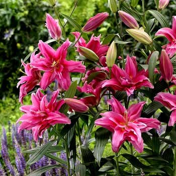室外鲜花种四季花卉百合花盆栽现货 【进口包对版】重瓣艾琳娜3球装