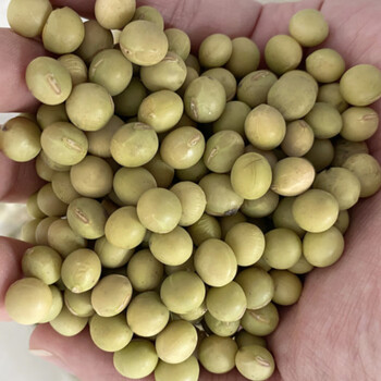 鲜食大粒毛豆种子早熟高产特大青豆大豆种籽菜豆春季四季黄豆种子