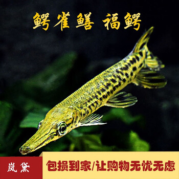 福鳄活体活鱼雀鳝尖嘴幽灵火箭鱼鳄雀鳝鱼淡水大型凶猛肉食巨型家养水族馆鱼观赏鱼包活现货 岚黛福鳄一条 4 5cm 图片价格品牌报价 京东
