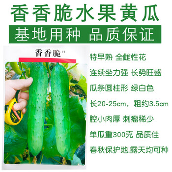传统老黄瓜种子水果蔬菜种籽孑旱黄瓜农家生吃春秋季早熟 香香脆 原包装10克约360粒 图片价格品牌报价 京东