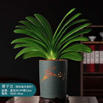 君子兰盆栽大颗圆叶君子兰圆头和尚室内好养精品花卉四季常青植物大号直筒蓝色紫砂盆君子兰 特级圆叶15 片 带盆栽好 图片价格品牌报价 京东