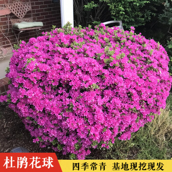 小區觀花色塊植物花園綠化四季常青 杜鵑花球苗【冠幅50釐米】【顏色