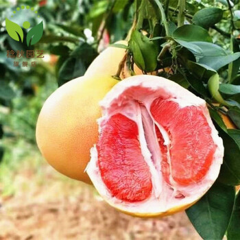 苗嫁接苗红肉柚子树苗果树苗 红心柚南 三红蜜柚阳台庭院南北方种植