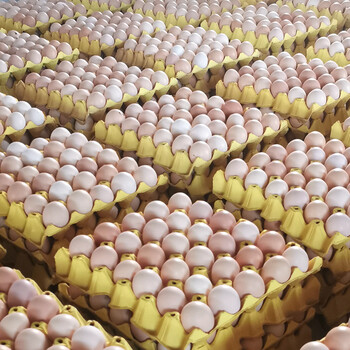 桃西村无菌蛋 40-100枚正宗土鸡蛋新鲜无菌鸡蛋糖心溏心笨鸡蛋农家