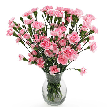 多头康乃馨1820支扎粉色