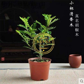 驱蚊驱虫清香木盆栽绿植植物室内四季常青净化空气盆景驱蚊草花卉清香木2年苗 原土发货 不含盆 图片价格品牌报价 京东