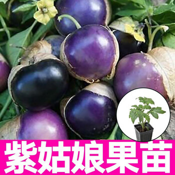 寿光紫姑娘果秧苗金黄姑娘果种子春秋四季大鼻子果蔬菜水果种苗 紫