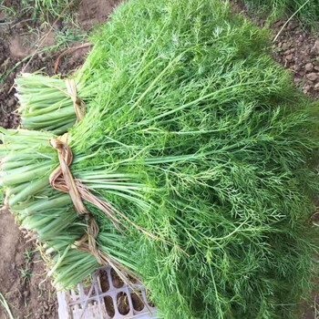 河北茴香北京茴香新鲜茴香天津蔬菜现摘茴香泡沫箱冰袋1斤茴香