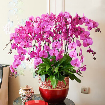 真花兰花开业乔迁贺寿室内送长辈客户领导乔迁观花植物高档名贵花卉