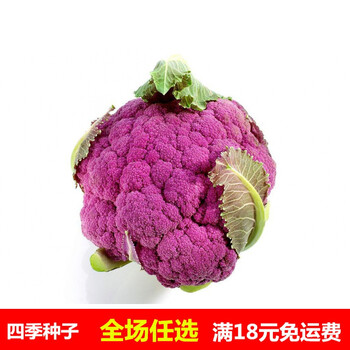 紫花椰菜种子春季室内阳台盆栽宝塔菜种孑菜花种籽蔬菜种籽紫花菜粒 图片价格品牌报价 京东