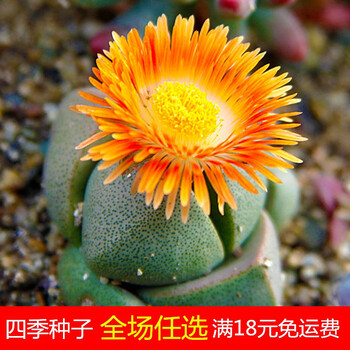 大母本生石花组合带盆稀有石生花pp超大多肉植物盆栽肉肉栽好实惠 1颗3年元宝帝玉1 5 2cm 送土 不含盆 图片价格品牌报价 京东