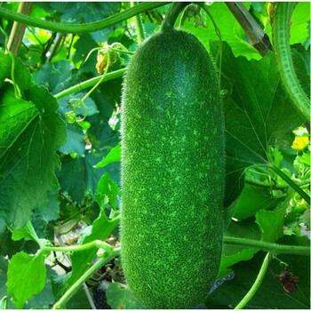 新鲜应季时令蔬菜农家自种毛瓜小冬瓜鲜嫩冬瓜团购生鲜 鲜嫩小冬瓜5-6