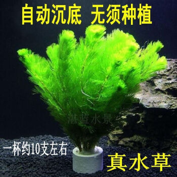 水草养鱼湛蓝不用好养水草泥水草草种水培造景鱼缸水缸家用懒虎雀a 绿菊1杯10支左右 带固定瓷环 图片价格品牌报价 京东