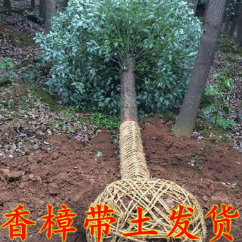 四季常青绿化苗木香樟树苗庭院植物花卉香樟木树苗盆栽带土球香樟50 70厘米高带土其他 图片价格品牌报价 京东 四季常青绿化苗木香樟树苗庭院植物花卉香樟木树苗盆栽带土球香樟50 70厘米高带土其他 图片价格品牌报价 京东