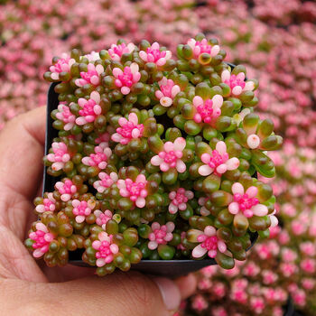 精选多肉植物红色浆果锦办公室内绿植花卉迷你小盆栽肉肉植物彩色浆果