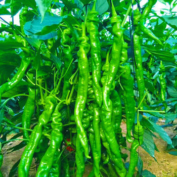 新鲜螺丝辣椒中辣薄皮螺丝椒现摘青辣椒薄皮椒 1/5斤陇椒蔬菜批发