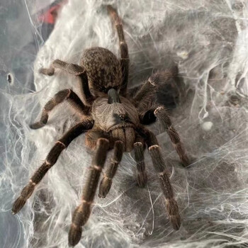 斜角巴布宠物蜘蛛新手好养活黑角兽盘丝大仙 1.5-2厘米有套餐