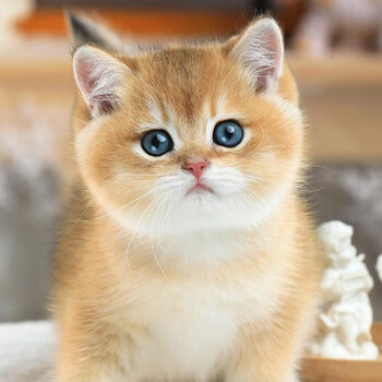 广州猫舍活体猫纯种英短猫金渐层猫银渐层活体幼猫高品质家养宠物猫