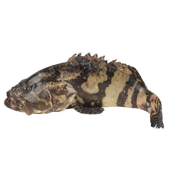 石斑鱼鲜活深海龙胆石斑鱼新鲜速冻海捕海鲜水产惟纳德 中等十只装【5