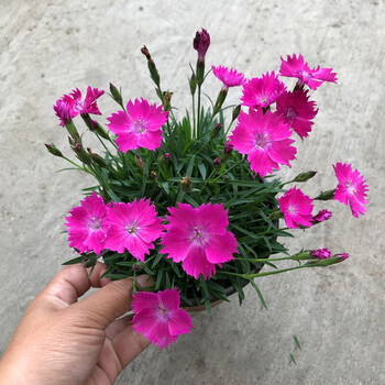 欧石竹盆栽粉贝carthusianpink会开花的草坪花期较长欧石竹小盆盆径10