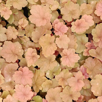 矾根盆栽苗 花园庭院耐寒宿根草本植物 花园庭院变色观赏植物 饴糖