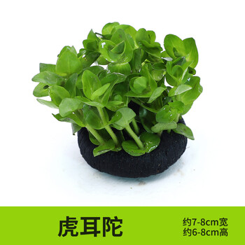 绿伴水草活体真水草阴性植物金鱼缸造景套餐水族箱造景水草缸鱼缸沉木装饰品生态鱼缸布景小型树根水榕虎耳坨草 图片价格品牌报价 京东