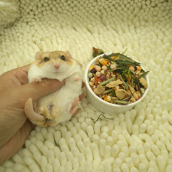 通心粉鼠活体幼崽北非肥尾沙鼠拇指宠物鼠 母通心粉宝宝 500g鼠粮