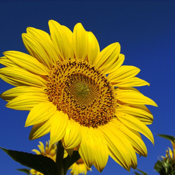 草莓番茄黄秋葵青菜菠菜萝卜玉米韭菜黄瓜辣椒种子四季可播 v向日葵50