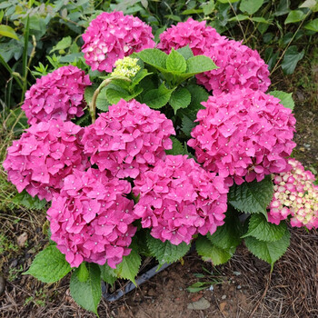 绣球盆栽花卉植物室内好养的花四季开花大花易成活 1号烈焰【苗原盆土