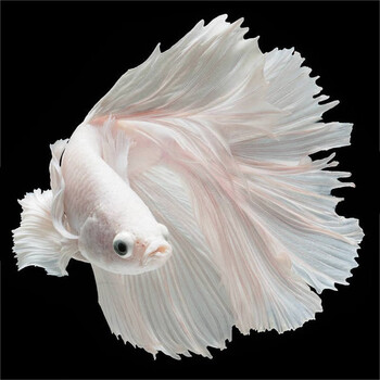 泰国斗鱼活体纯白色半月好养易活母鱼热带鱼进口观赏小型鱼苗 白色