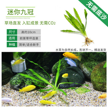 利口福鱼缸红波水草中后景绿菊坨草活体淡水懒人造景蜈蚣草造景植物绿宫廷坨草沉木水榕翠绿色迷你九冠1颗 图片价格品牌报价 京东