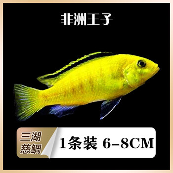 kjhgf三湖慈鲷热带鱼观赏大尺寸活体鱼马鲷岩栖孔雀大马鱼非洲王子包